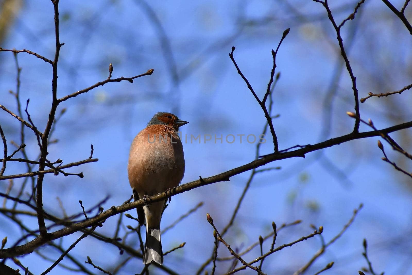 Beautiful bird on a tree branch in nature. Nuthatch. (Eurasian nuthatch) by Montypeter