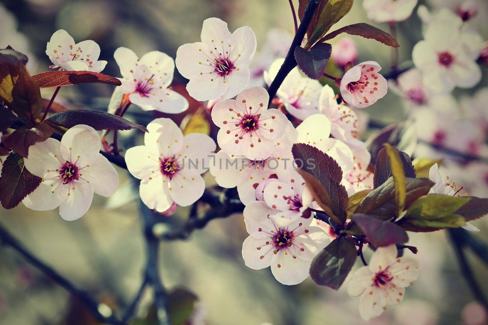 Beautiful flowering Japanese cherry - Sakura. Background with flowers on a spring day.