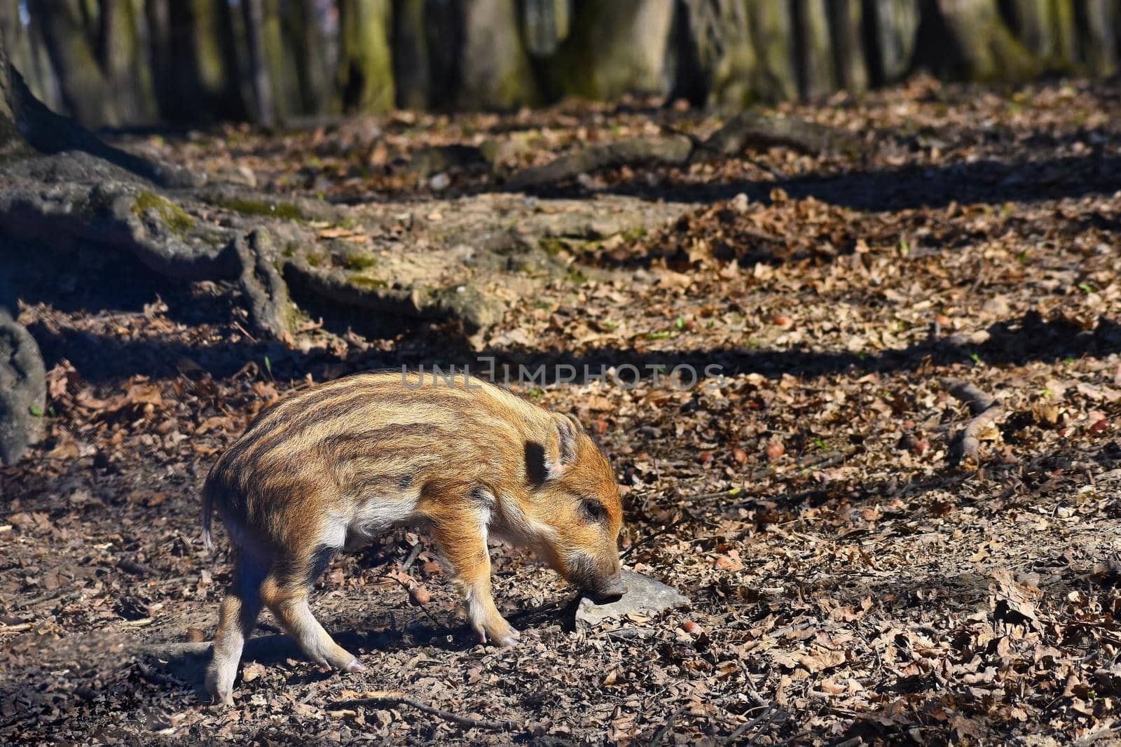 Animal - wild boar in the wild. by Montypeter