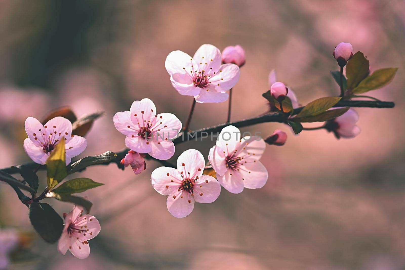 Spring background. Beautiful flowering tree Japanese cherry - Sakura. Flowers on a sunny day. by Montypeter