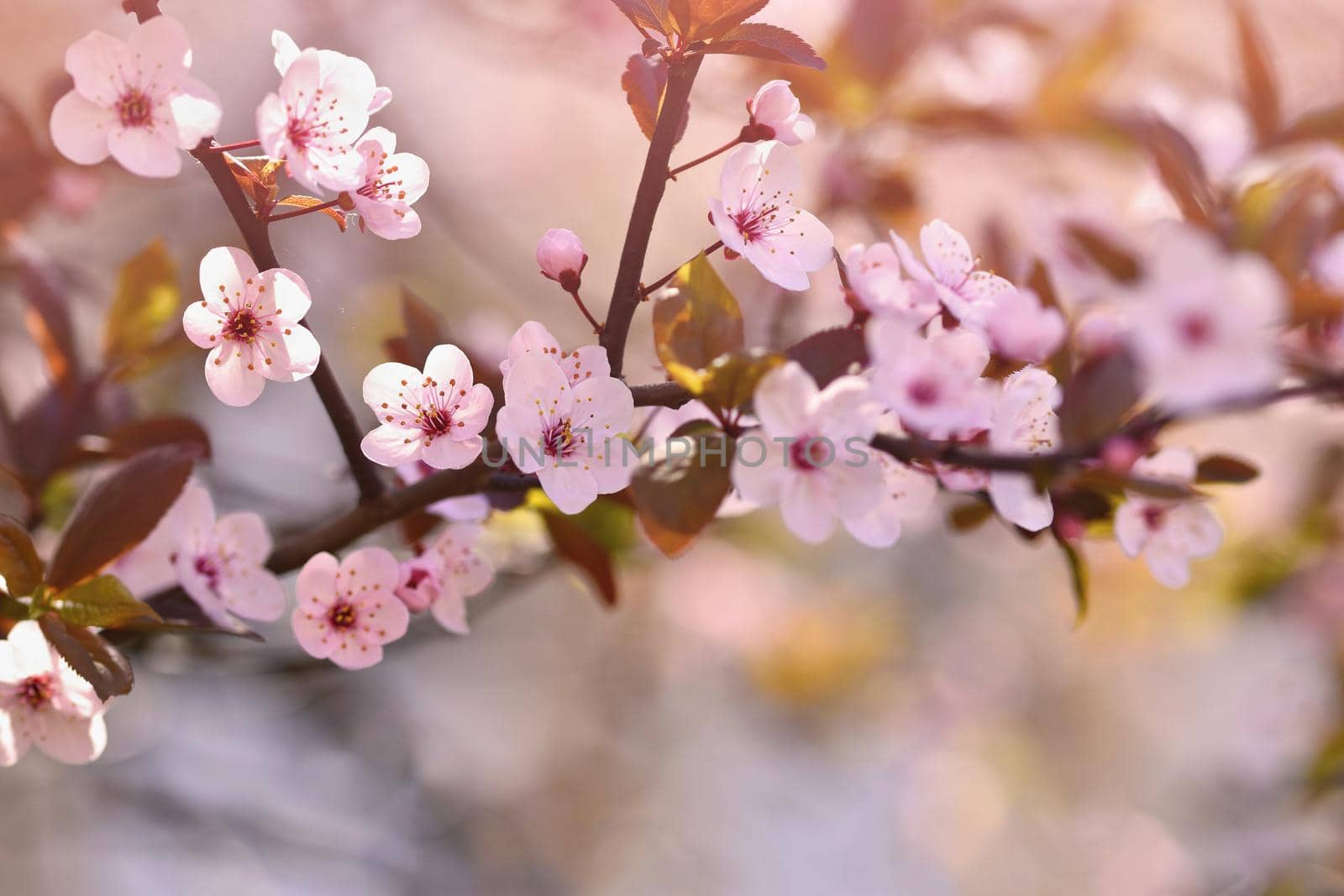 Spring background. Beautiful flowering tree Japanese cherry - Sakura. Flowers on a sunny day. by Montypeter