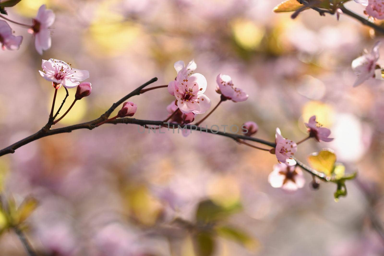 Spring background. Beautiful flowering tree Japanese cherry - Sakura. Flowers on a sunny day. by Montypeter