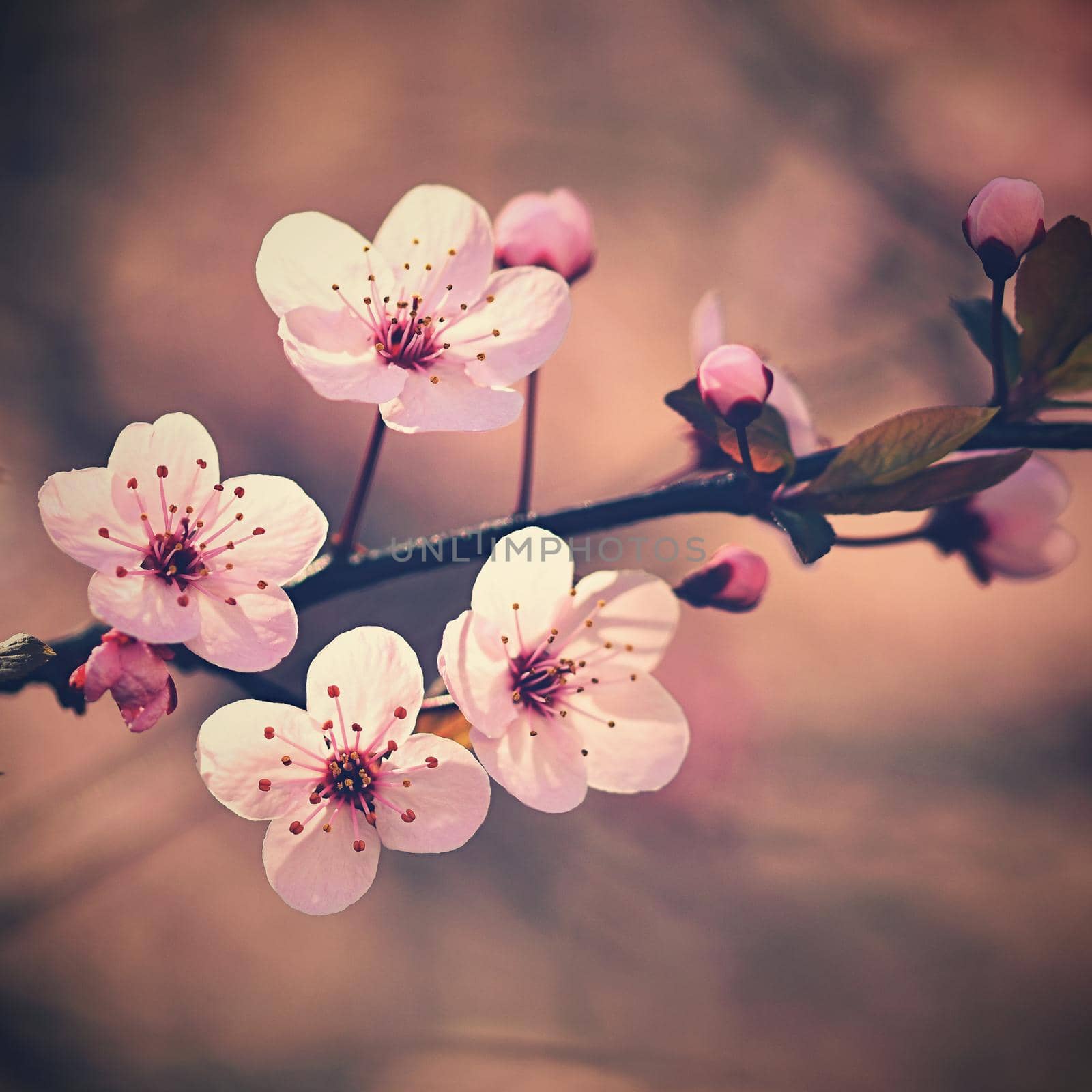 Spring background. Beautiful flowering tree Japanese cherry - Sakura. Flowers on a sunny day. by Montypeter