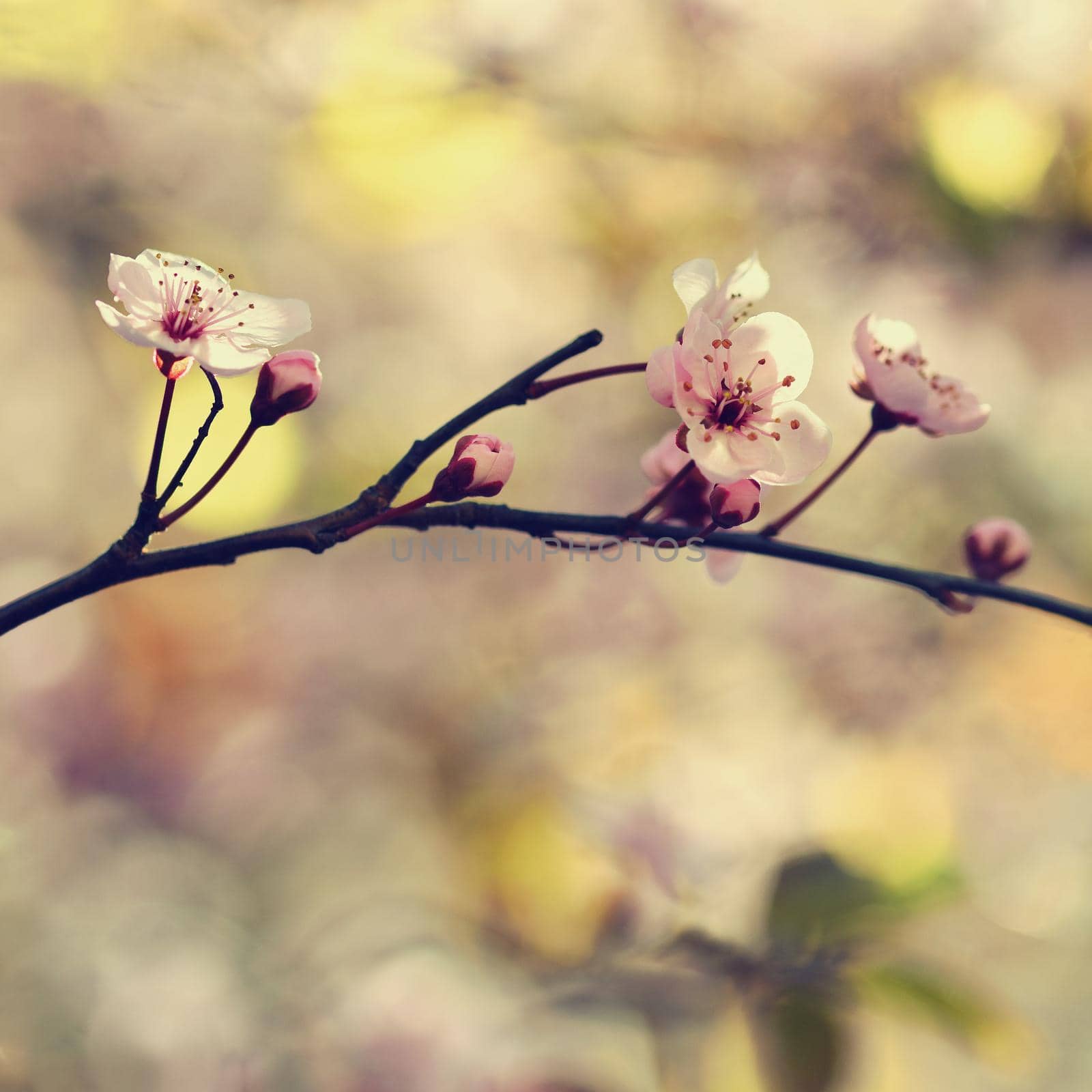 Beautiful flowering Japanese cherry - Sakura. Background with flowers on a spring day.