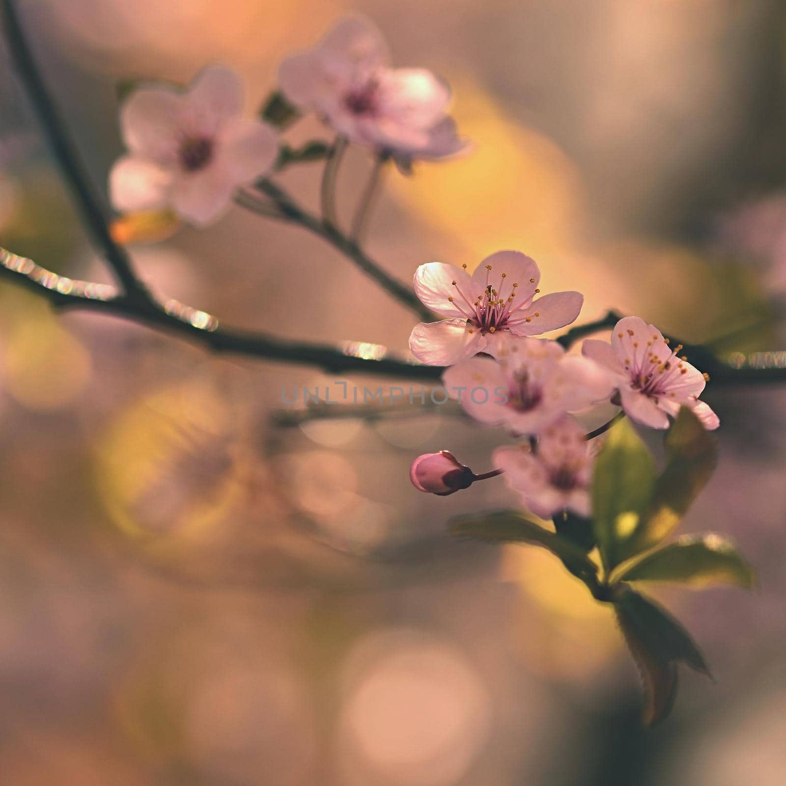 Spring background. Beautiful flowering tree Japanese cherry - Sakura. Flowers on a sunny day. by Montypeter