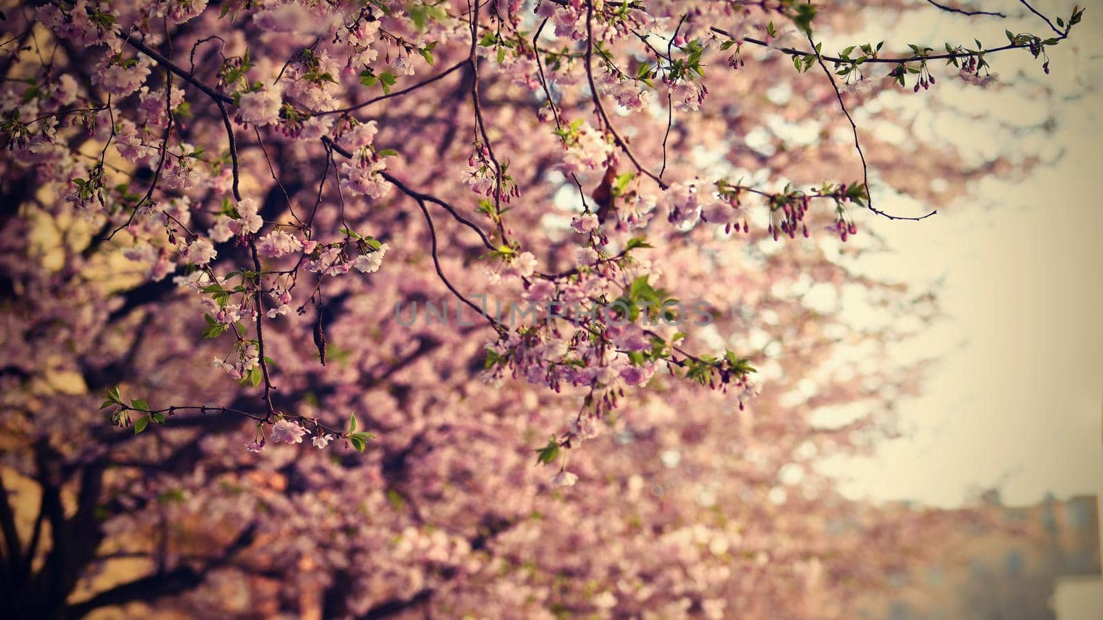 Beautiful blossom tree. Nature scene with sun in Sunny day. Spring flowers. Abstract blurred background in Springtime. 