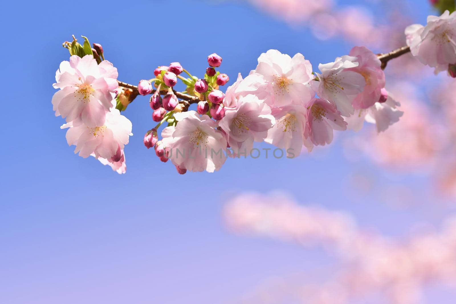 Beautiful blossom tree. Nature scene with sun in Sunny day. Spring flowers. Abstract blurred background in Springtime. 