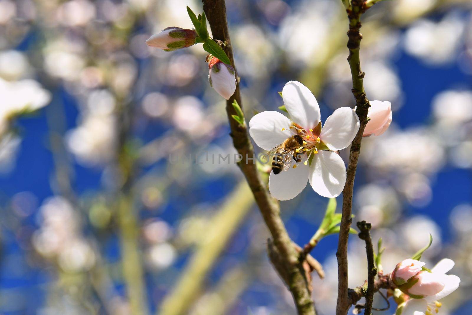 Spring background. Beautifully blossoming tree with a bee. Flower in nature. by Montypeter