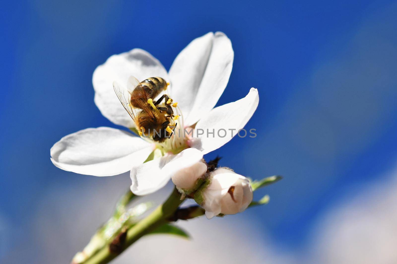 Spring background. Beautifully blossoming tree with bee. Flower in nature.