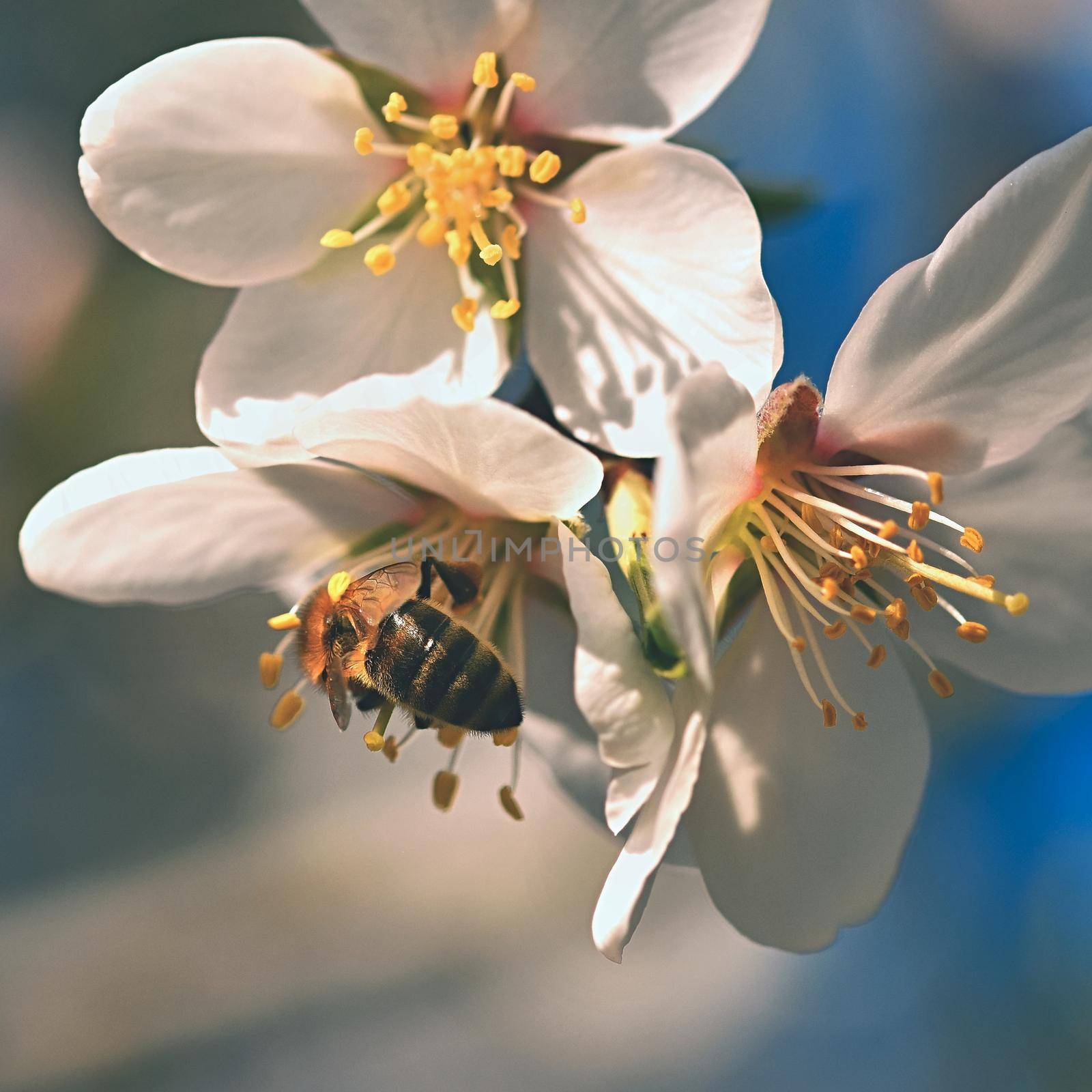 Spring background. Beautifully blossoming tree with bee. Flower in nature.