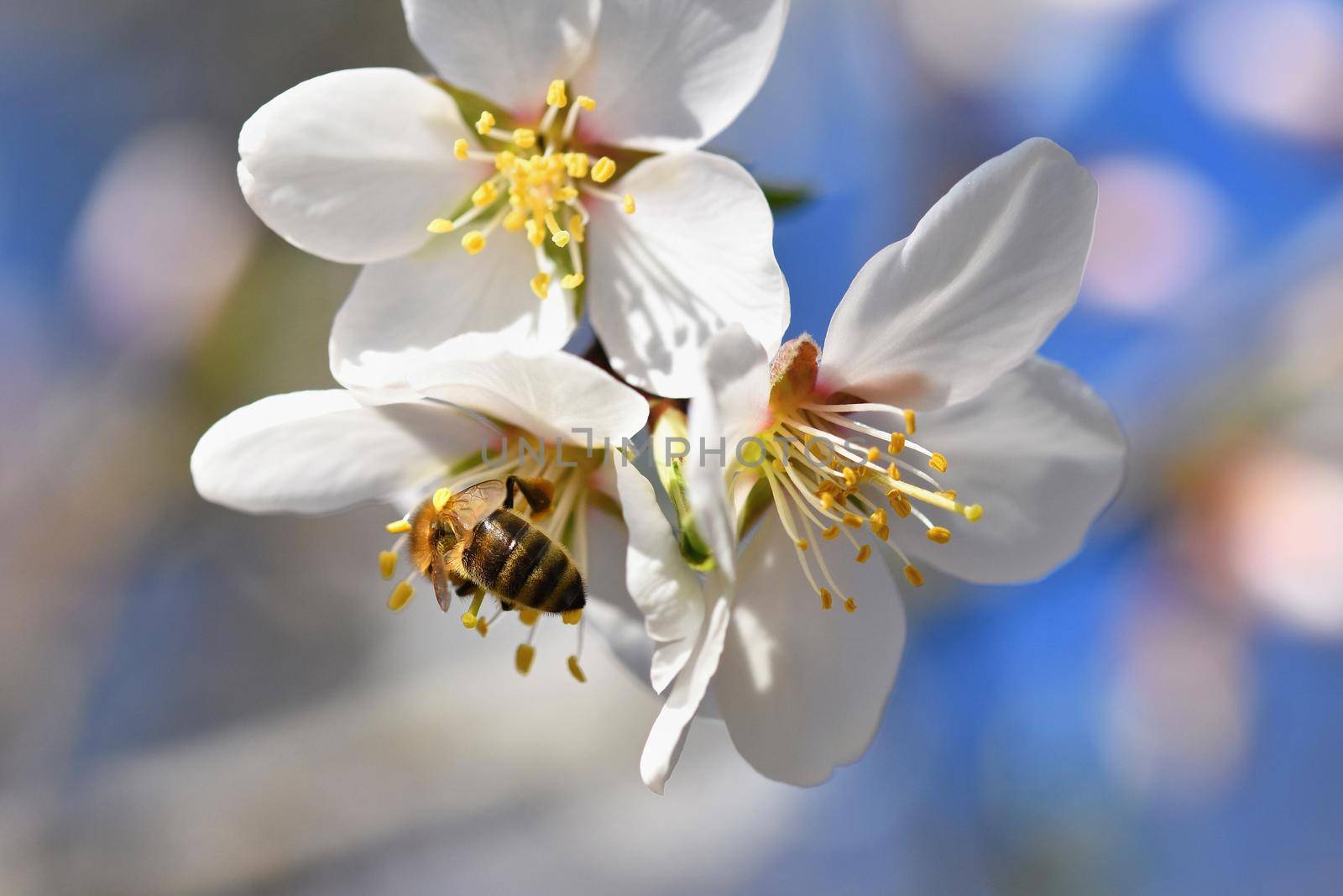 Spring background. Beautifully blossoming tree with a bee. Flower in nature. by Montypeter