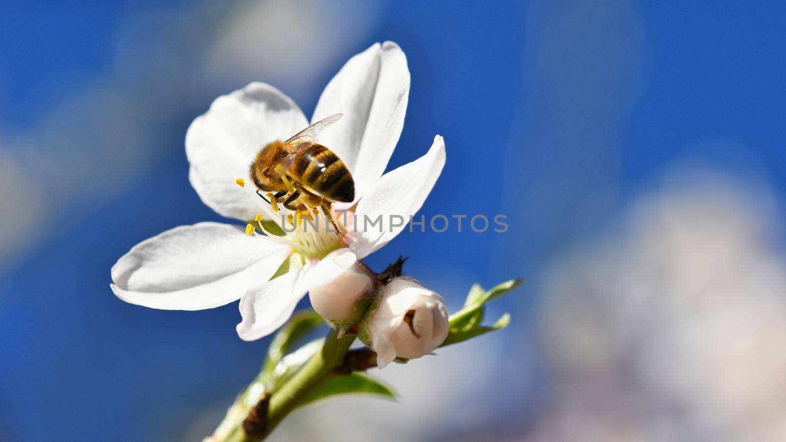 Spring background. Beautifully blossoming tree with bee. Flower in nature.