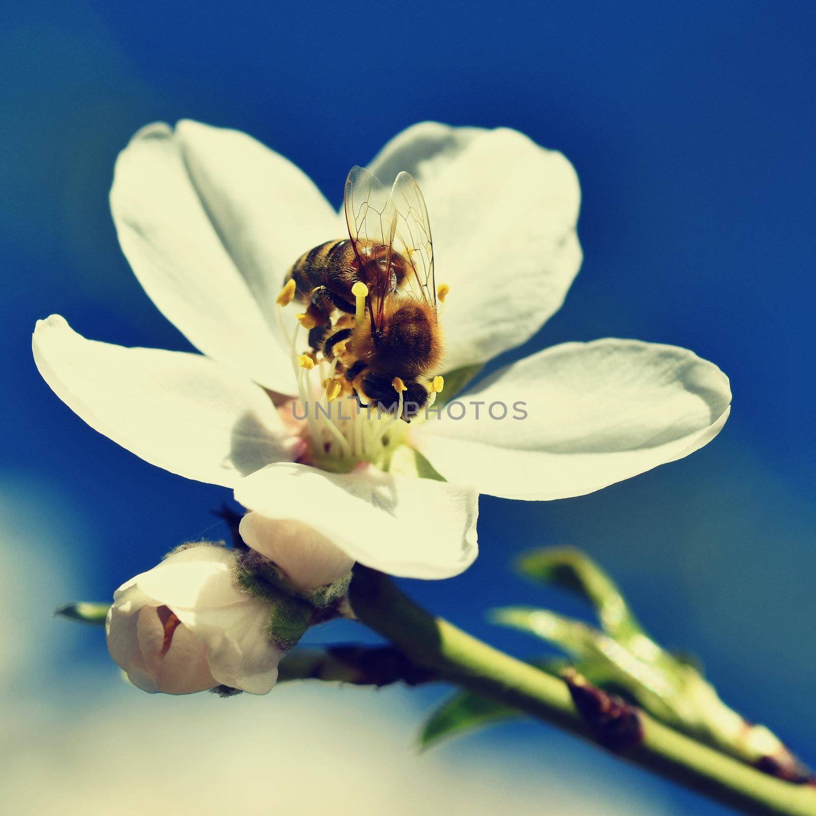 Spring background. Beautifully blossoming tree with bee. Flower in nature.