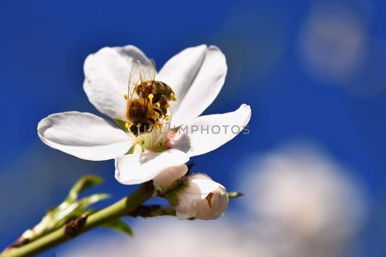 Spring background. Beautifully blossoming tree with bee. Flower in nature.