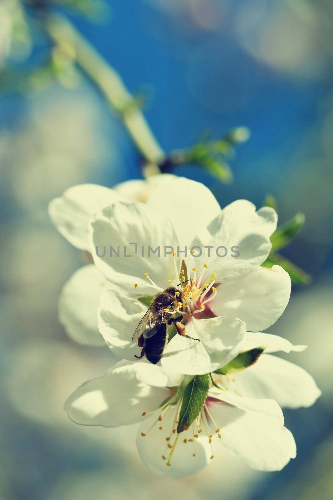 Spring background. Beautifully blossoming tree with a bee. Flower in nature. by Montypeter