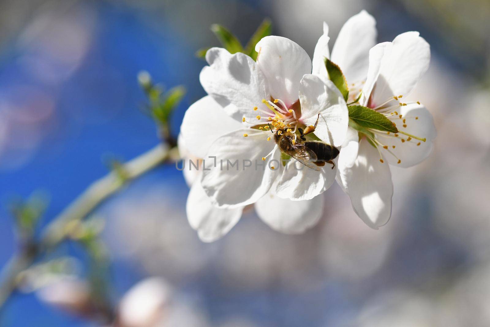 Spring background. Beautifully blossoming tree with bee. Flower in nature.