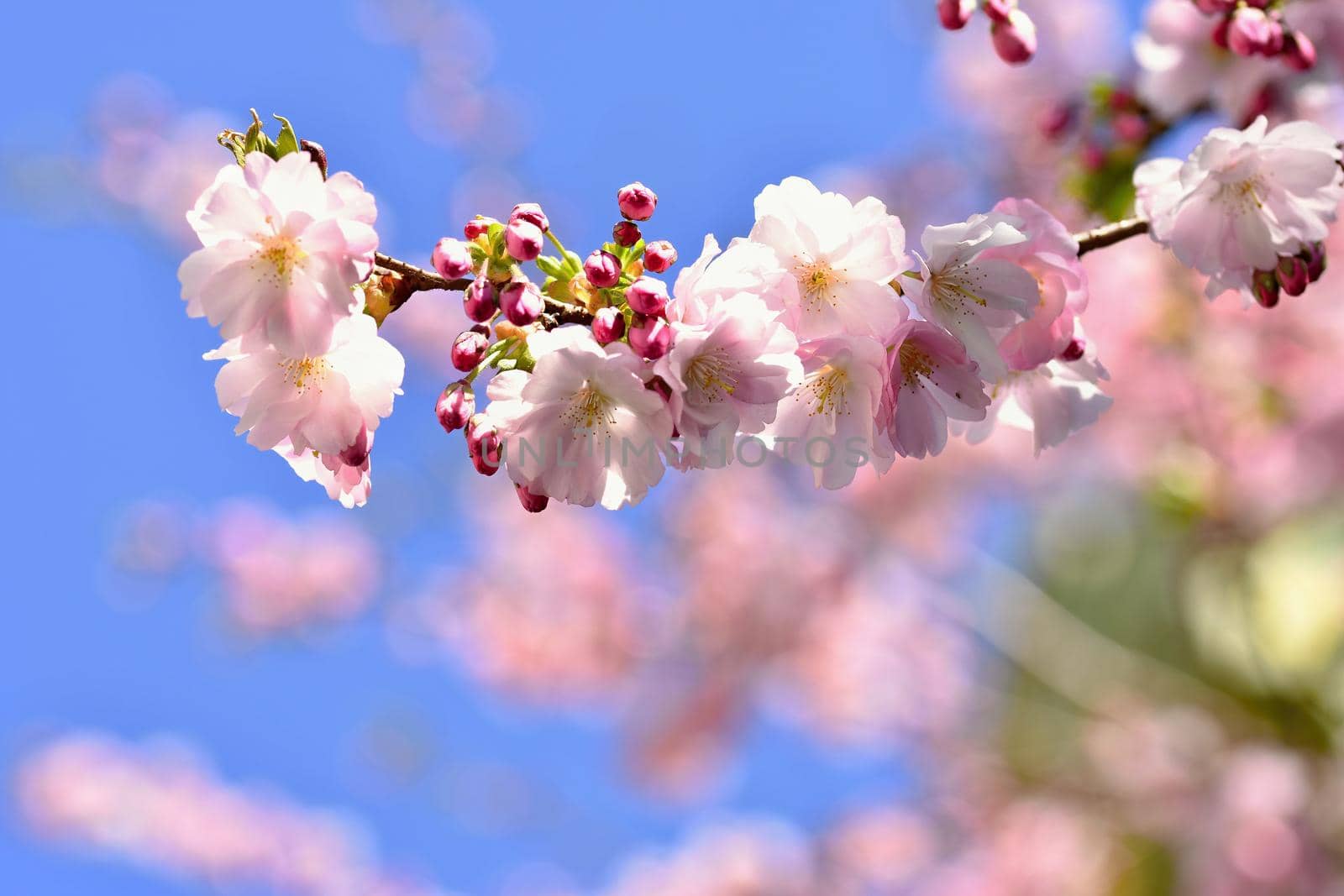 Beautiful blossom tree. Nature scene with sun on Sunny day. Spring flowers. Abstract blurred background in Springtime.  by Montypeter