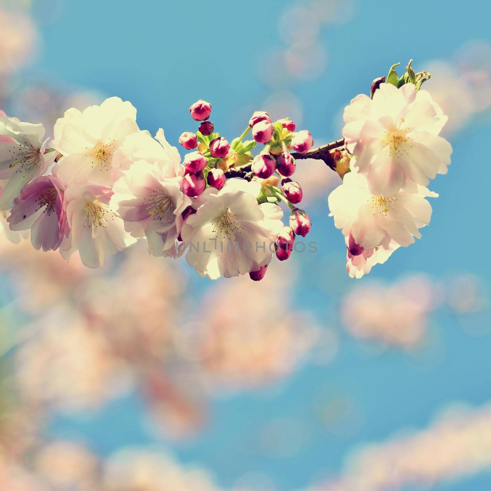 Beautiful blossom tree. Nature scene with sun on Sunny day. Spring flowers. Abstract blurred background in Springtime.  by Montypeter