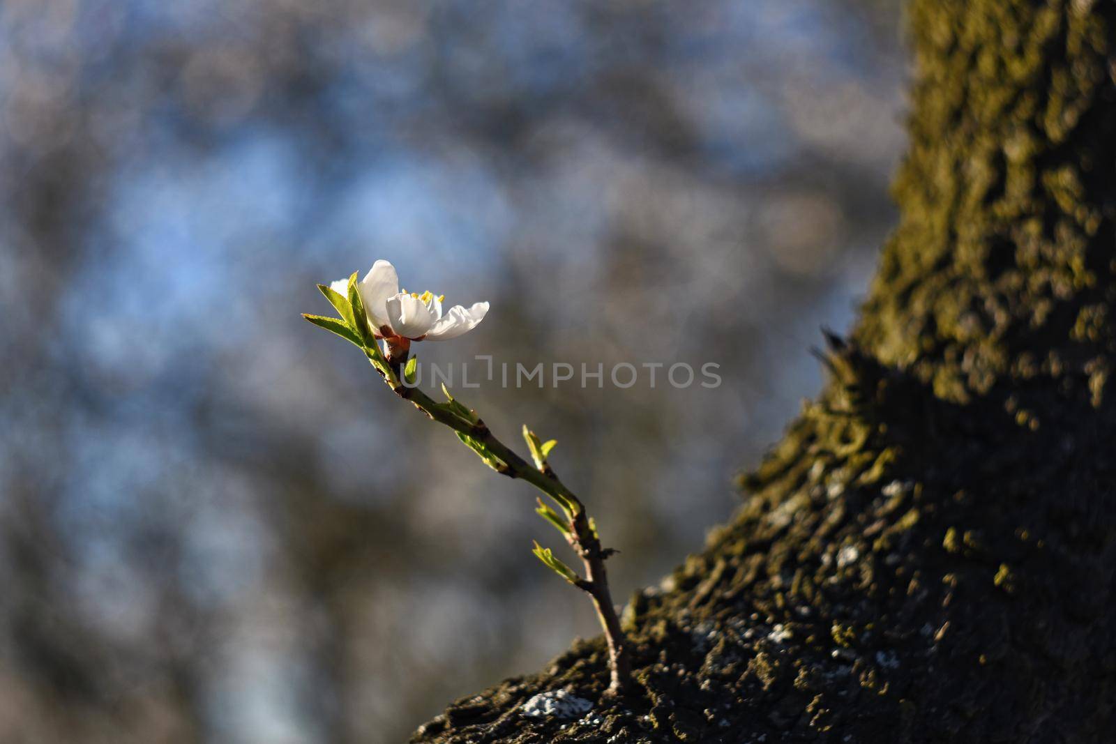 Spring tree. Beautiful flowering almond.