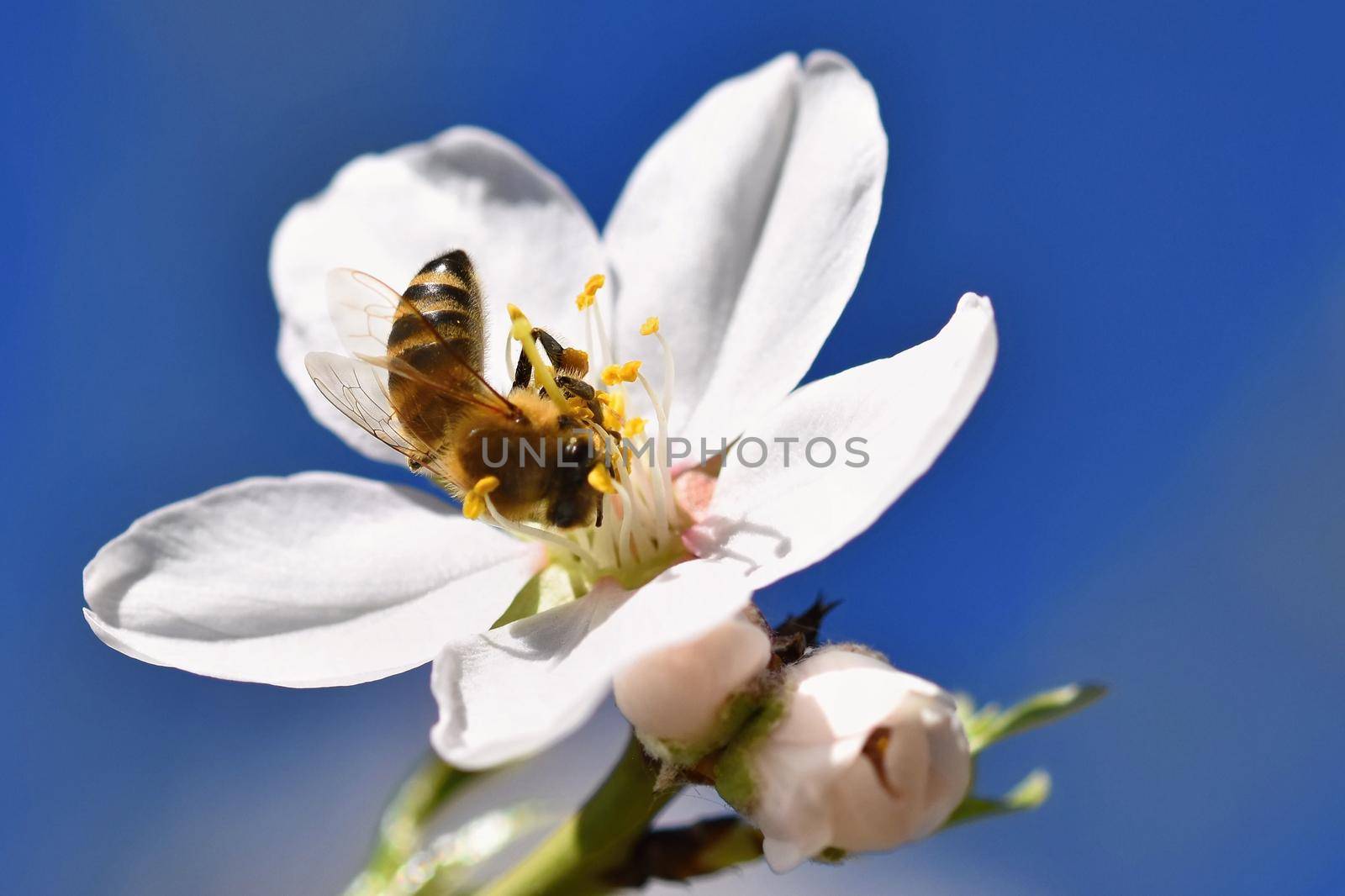 Spring background. Beautifully blossoming tree with a bee. Flower in nature. by Montypeter