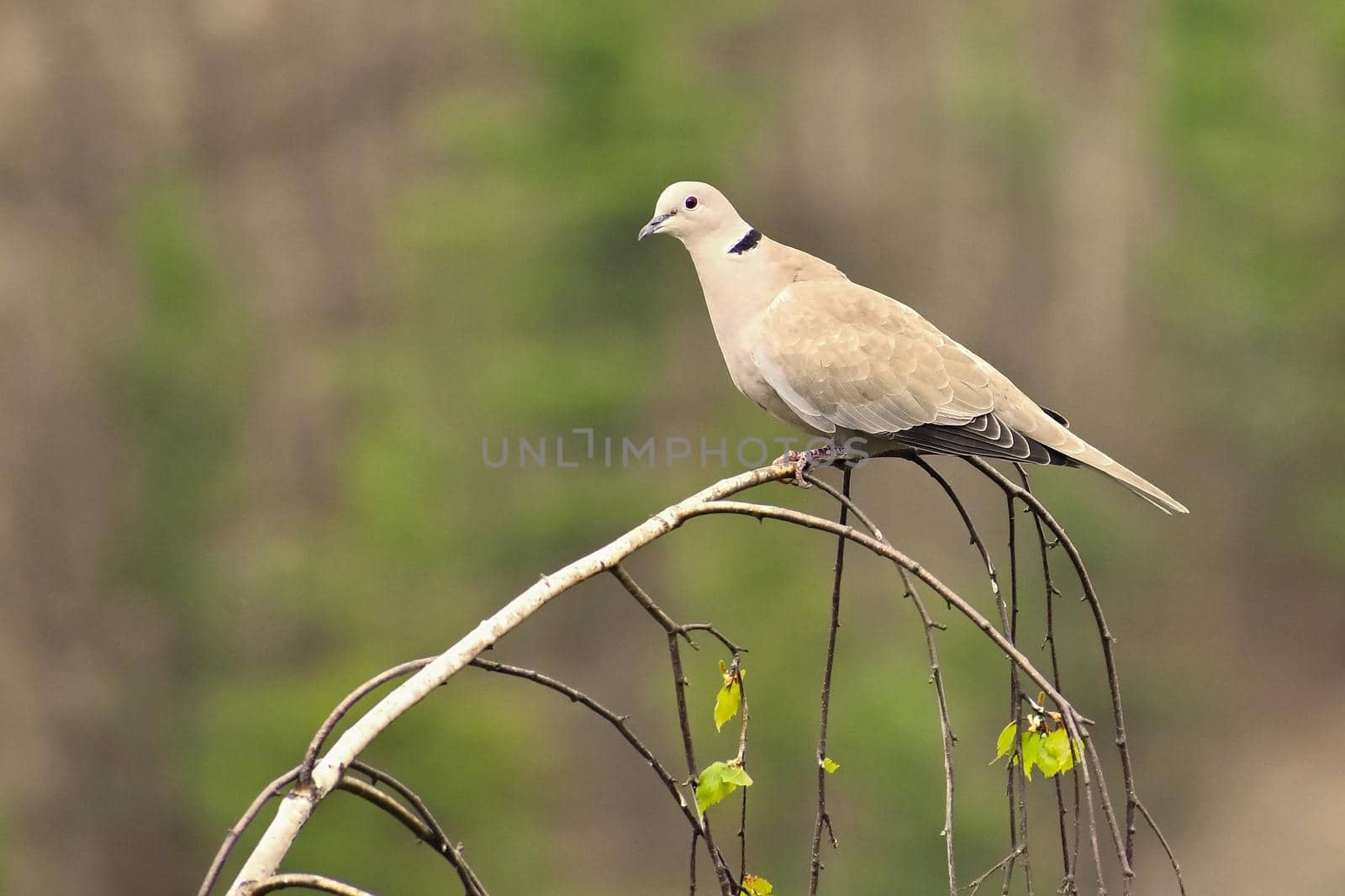 Beautiful image of a bird in a tree. Turtledove - Collared dove (Streptopelia decaocto) by Montypeter