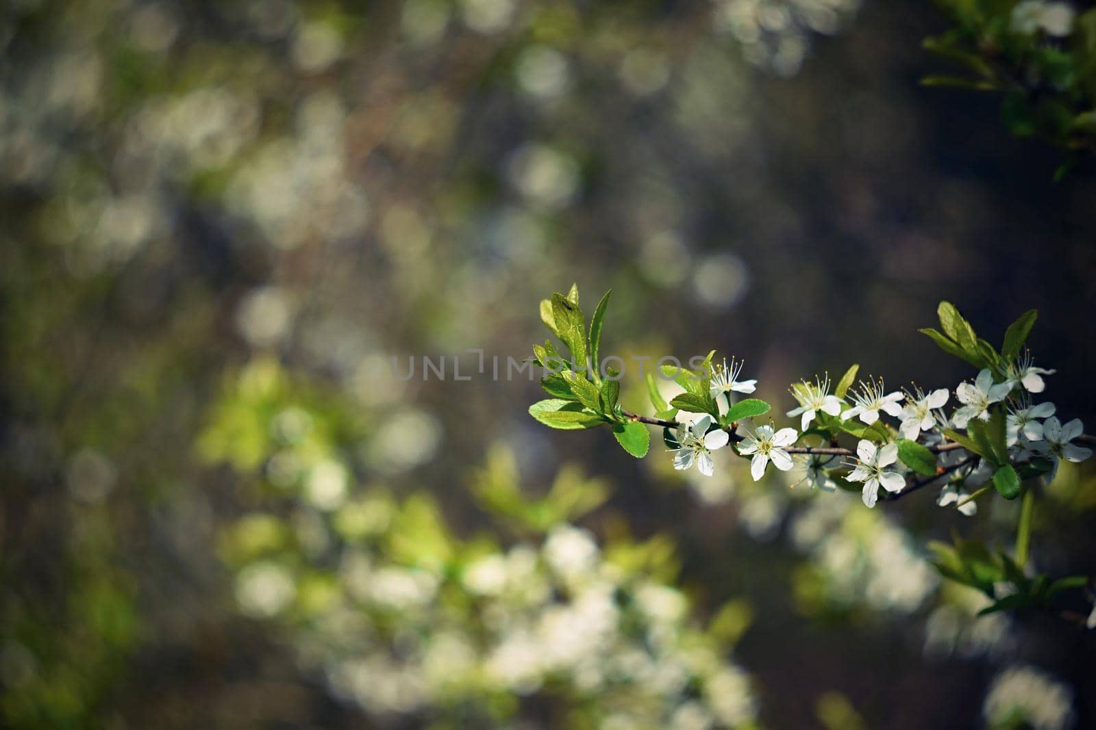 Old photo lens with beautiful background and rings - bokeh.. Blossom tree. Nature background. Sunny day. Spring flowers. Beautiful Orchard. Abstract blurred background. Springtime