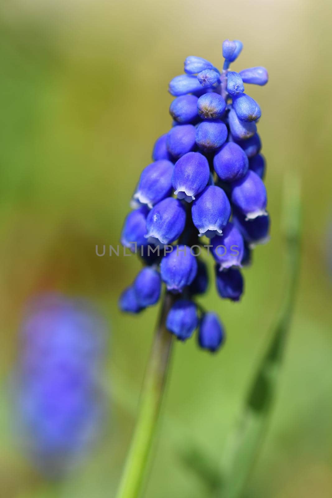 Beautiful spring blue flower grape hyacinth with sun and green grass. Macro shot of the garden with a natural blurred background.(Muscari armeniacum)  by Montypeter