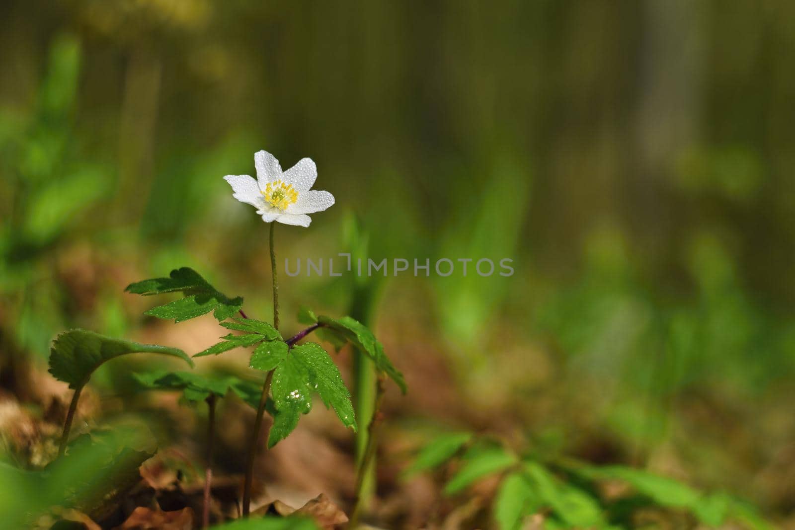 Spring white flowers in the grass Anemone (Isopyrum thalictroides)