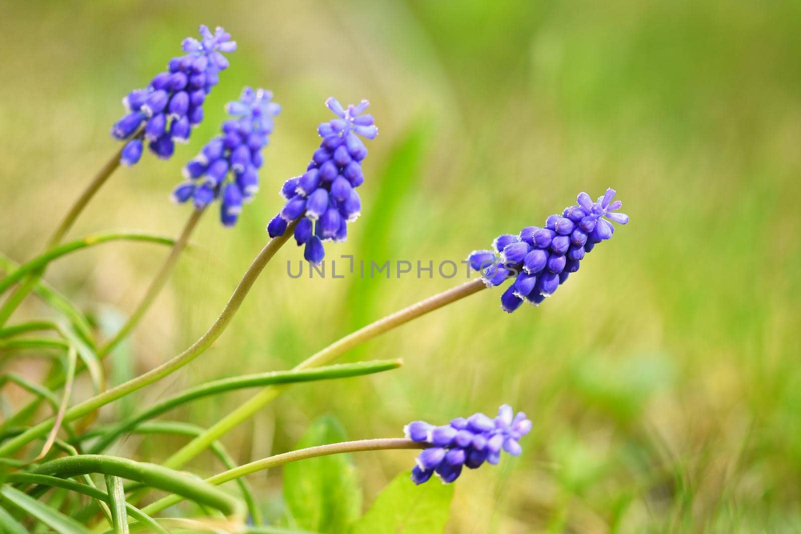 Beautiful spring blue flower grape hyacinth with sun and green grass. Macro shot of the garden with a natural blurred background.(Muscari armeniacum)  by Montypeter