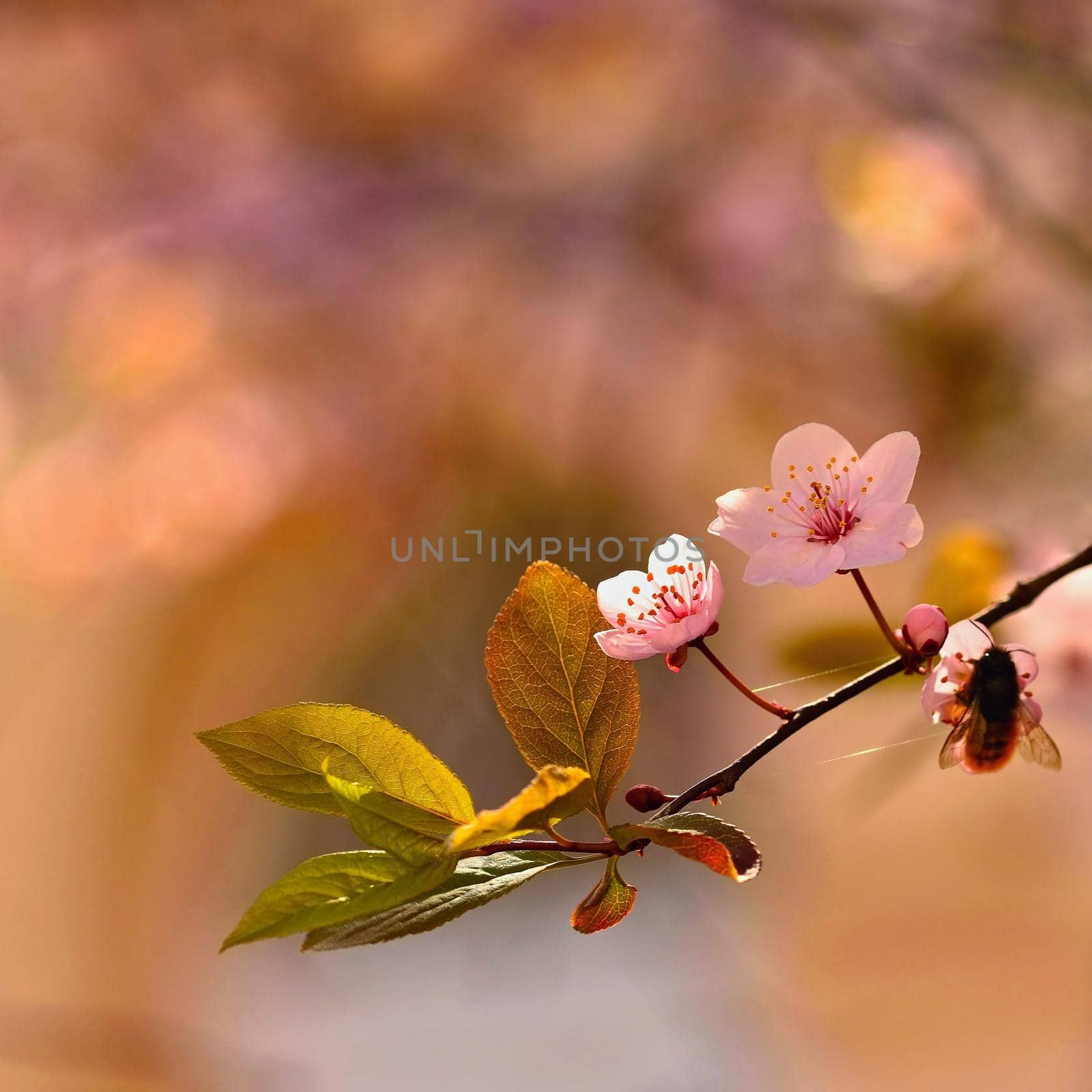 Spring flowers. Beautifully blossoming tree branch. Japanese Cherry - Sakura and sun with a natural colored background. by Montypeter