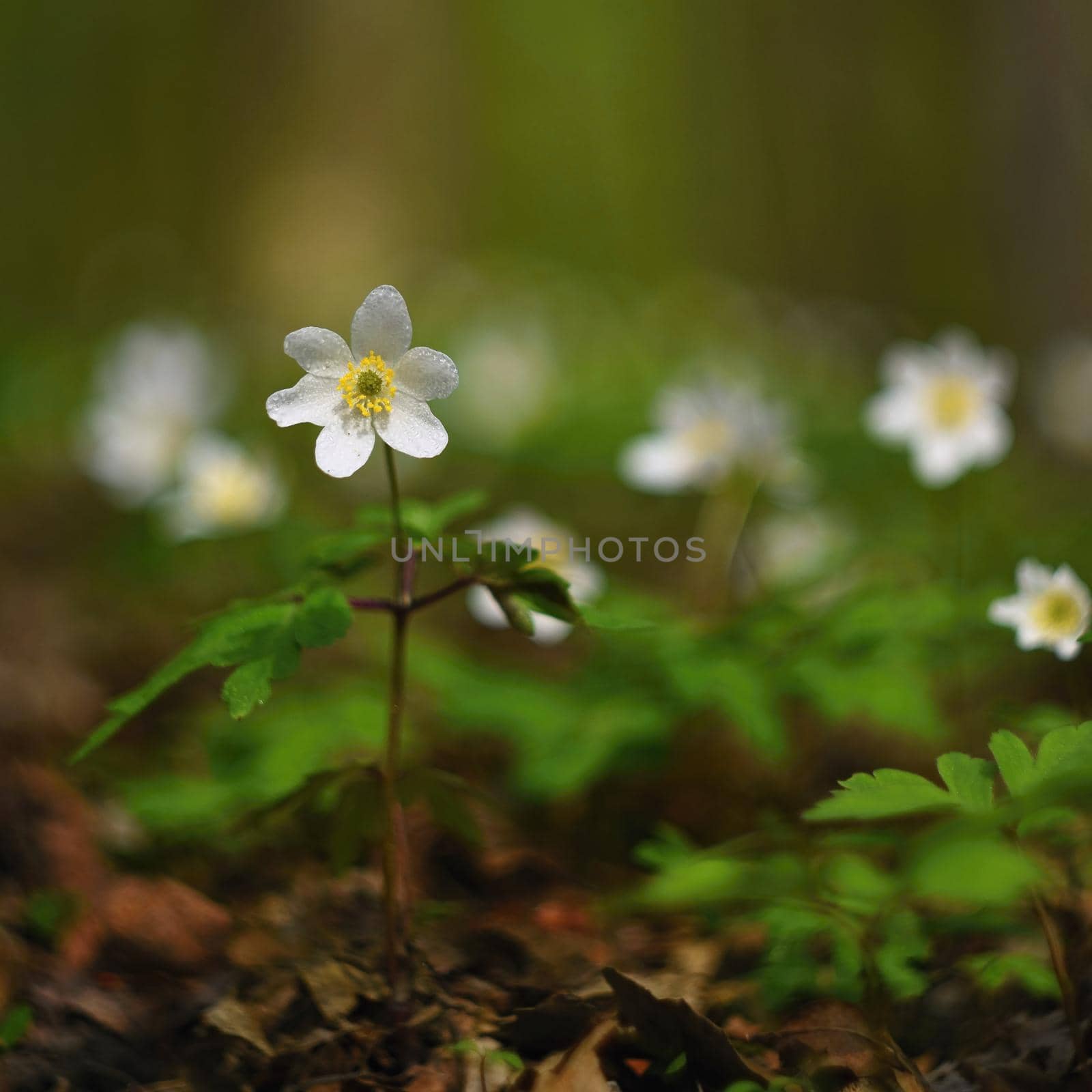Spring white flowers in the grass Anemone (Isopyrum thalictroides) by Montypeter
