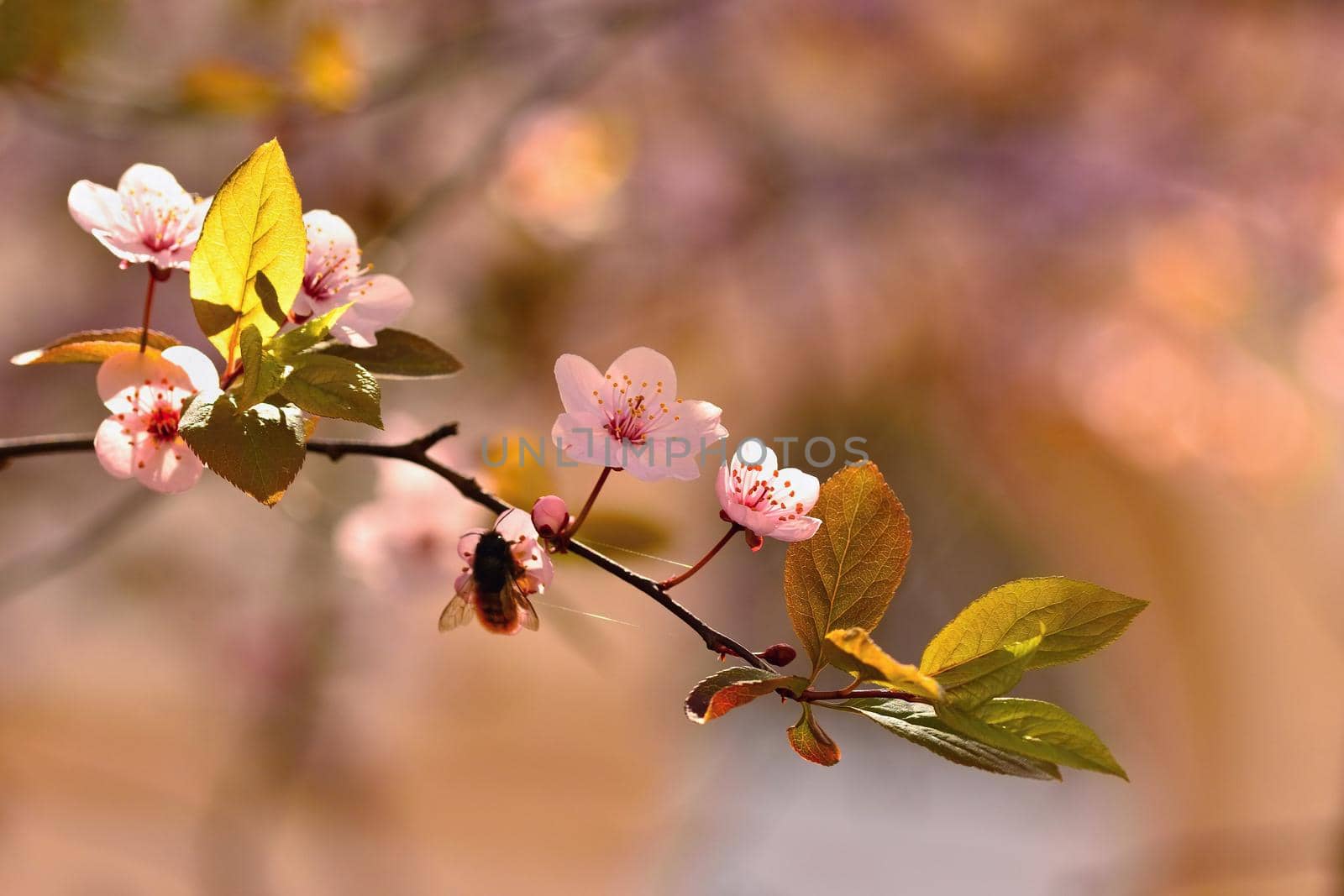 Spring flowers. Beautifully blossoming tree branch. Cherry - Sakura and sun with a natural colored background.