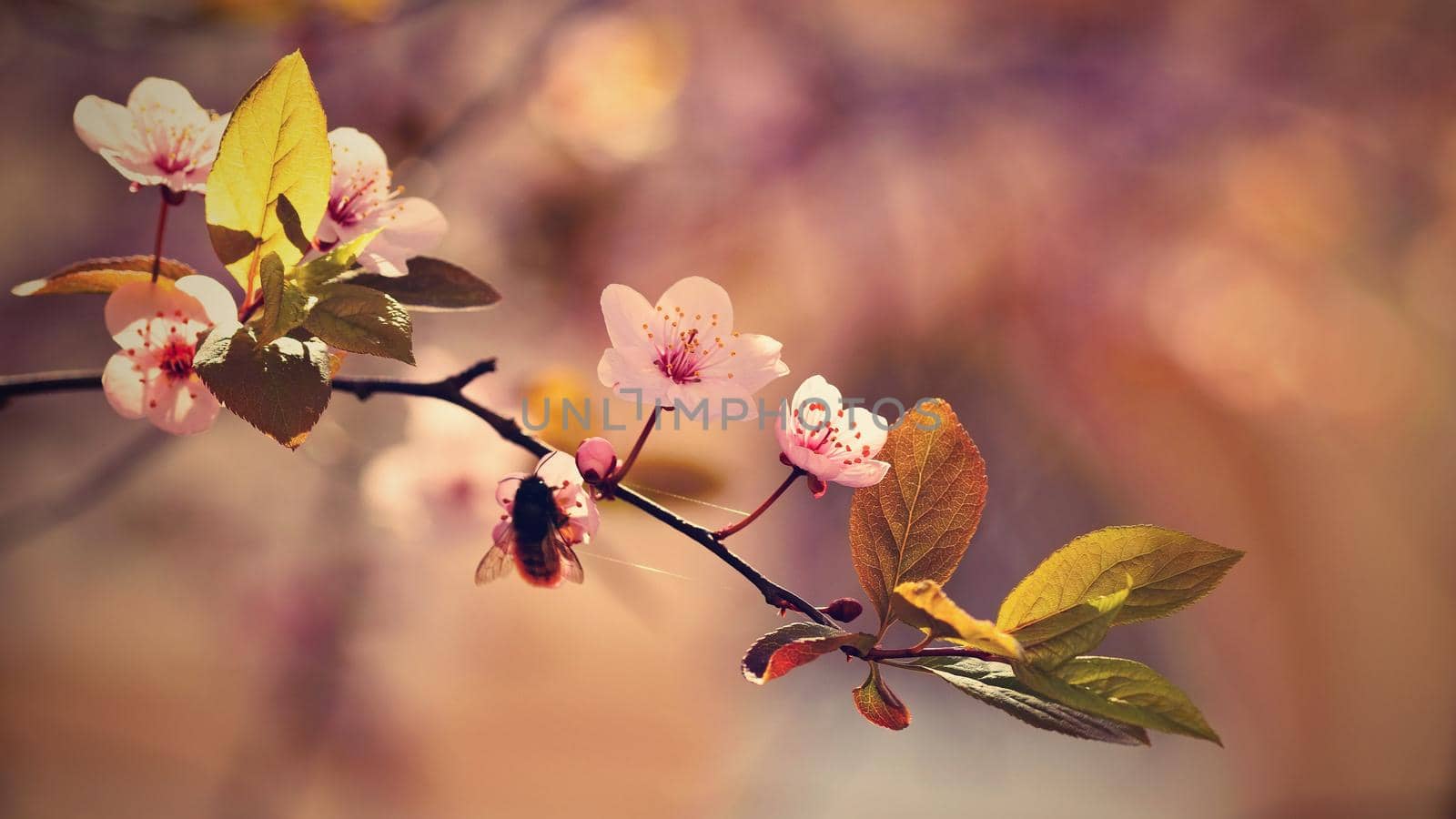 Spring flowers. Beautifully blossoming tree branch. Cherry - Sakura and sun with a natural colored background.