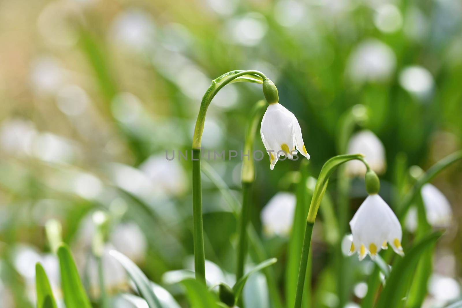 Spring snowflakes flowers. ( leucojum vernum carpaticum) Beautiful blooming flowers in forest with natural colored background.