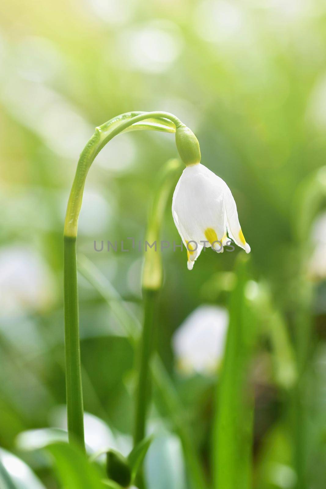 Spring snowflakes flowers. ( leucojum vernum carpaticum) Beautiful blooming flowers in forest with natural colored background. by Montypeter