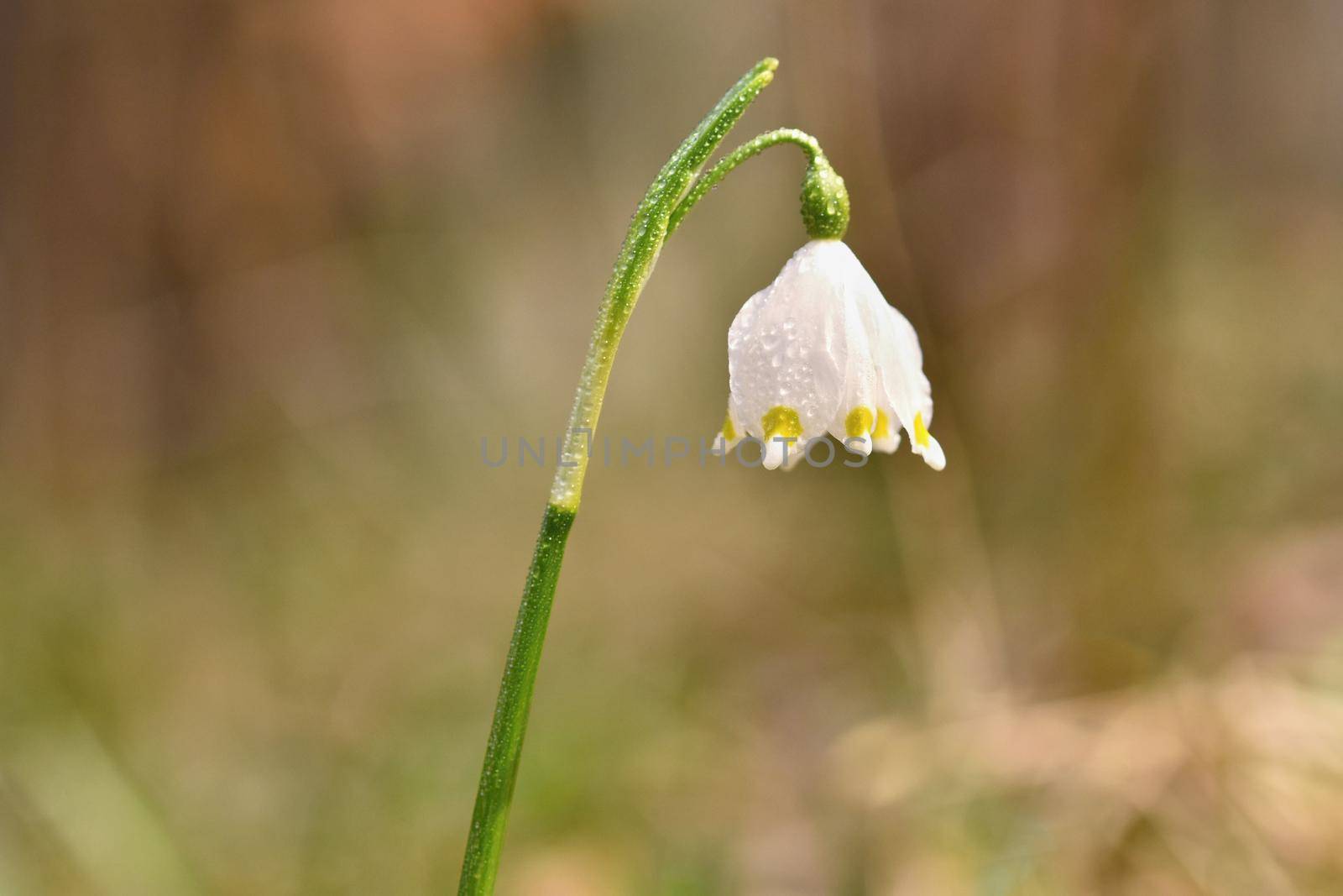 Spring snowflakes flowers. ( leucojum vernum carpaticum) Beautiful blooming flowers in forest with natural colored background. by Montypeter