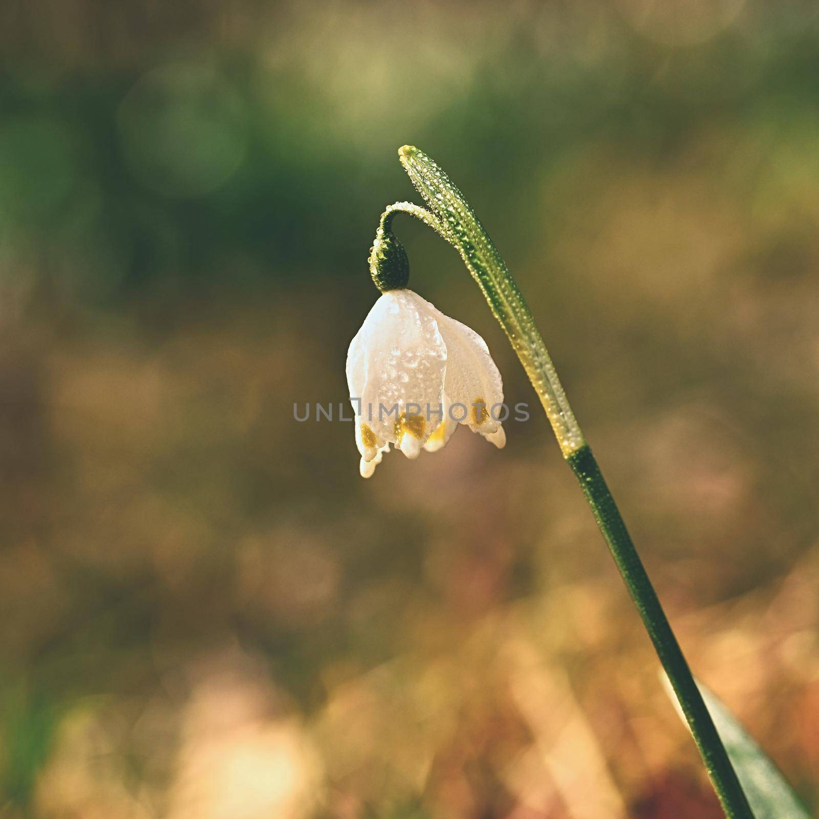 Spring snowflakes flowers. ( leucojum vernum carpaticum) Beautiful blooming flowers in forest with natural colored background.