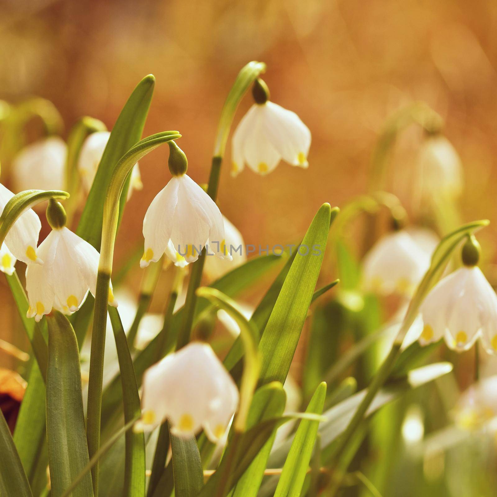 Spring snowflakes flowers. ( leucojum vernum carpaticum) Beautiful blooming flowers in forest with natural colored background.