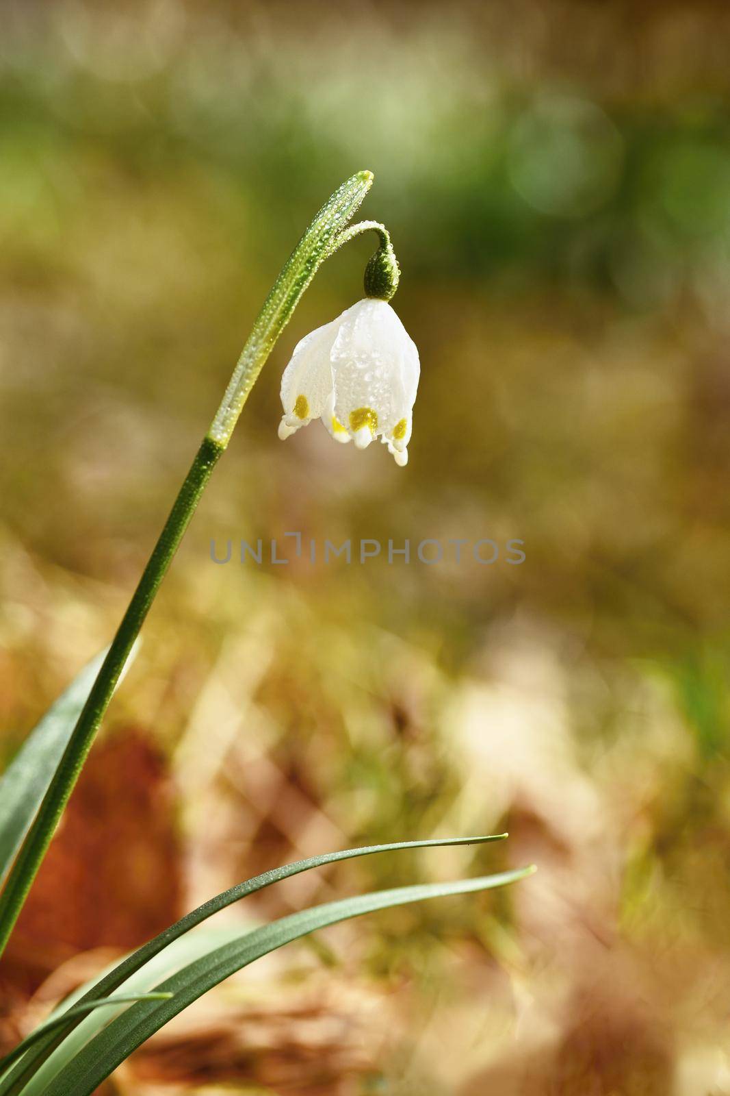 Spring snowflakes flowers. ( leucojum vernum carpaticum) Beautiful blooming flowers in forest with natural colored background.