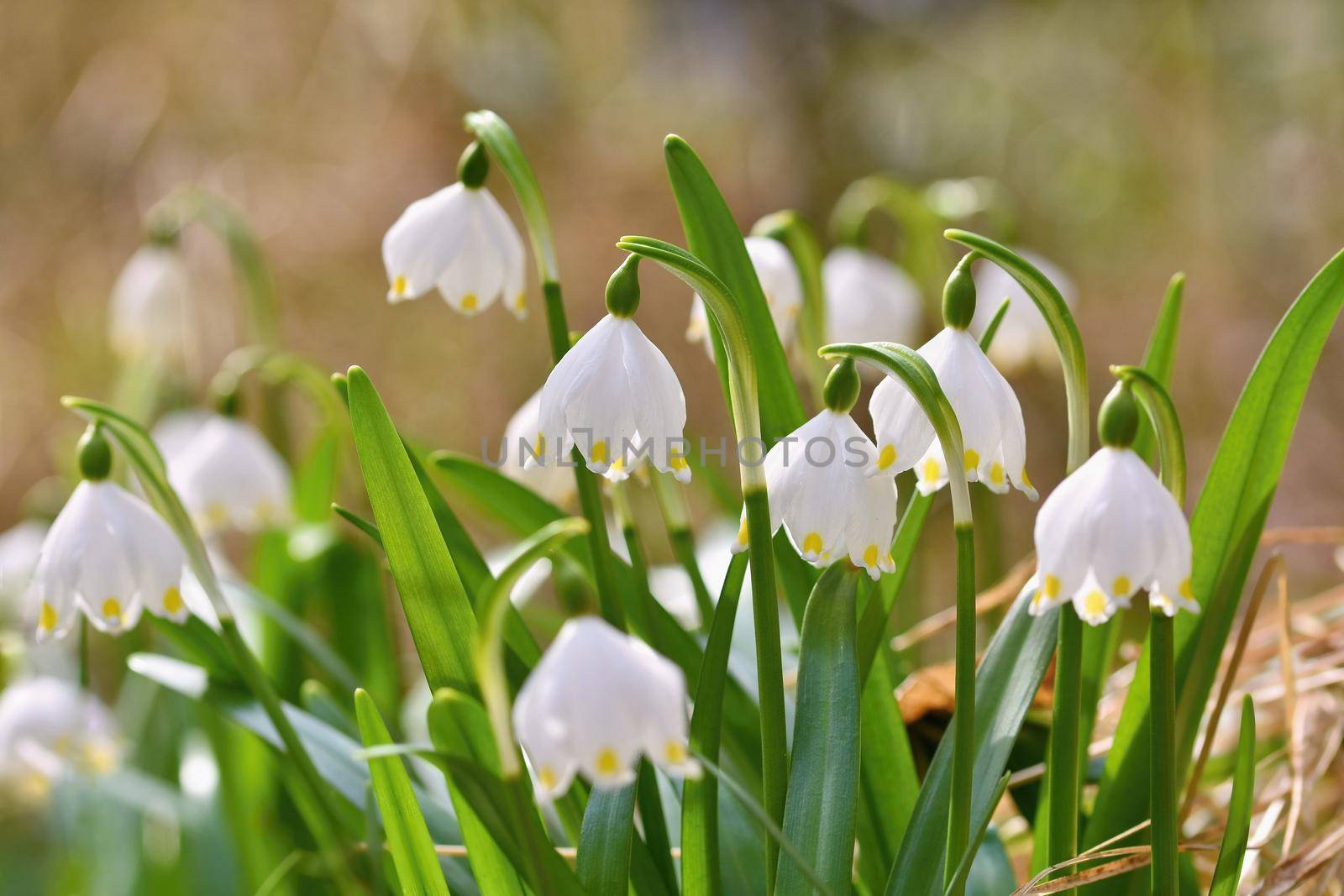 Spring snowflakes flowers. ( leucojum vernum carpaticum) Beautiful blooming flowers in forest with natural colored background. by Montypeter