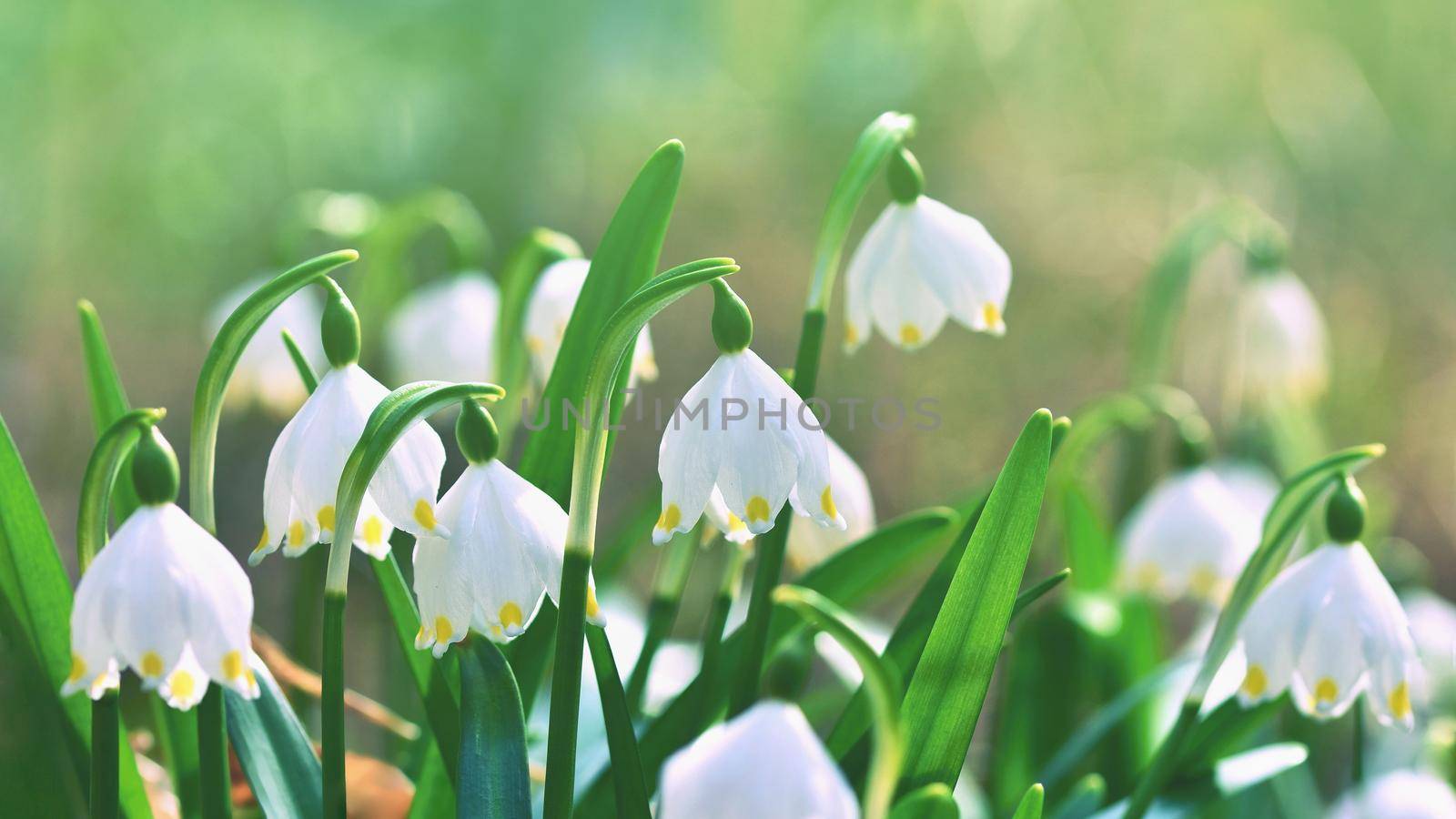 Spring snowflakes flowers. ( leucojum vernum carpaticum) Beautiful blooming flowers in forest with natural colored background.