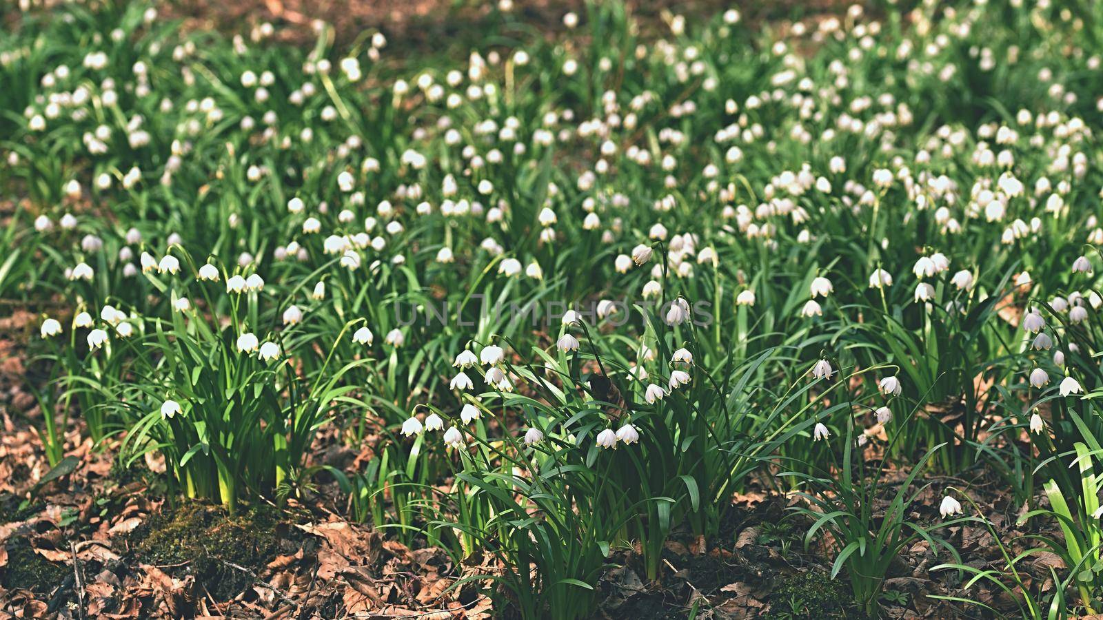 Spring snowflakes flowers. ( leucojum vernum carpaticum) Beautiful blooming flowers in forest with natural colored background. by Montypeter