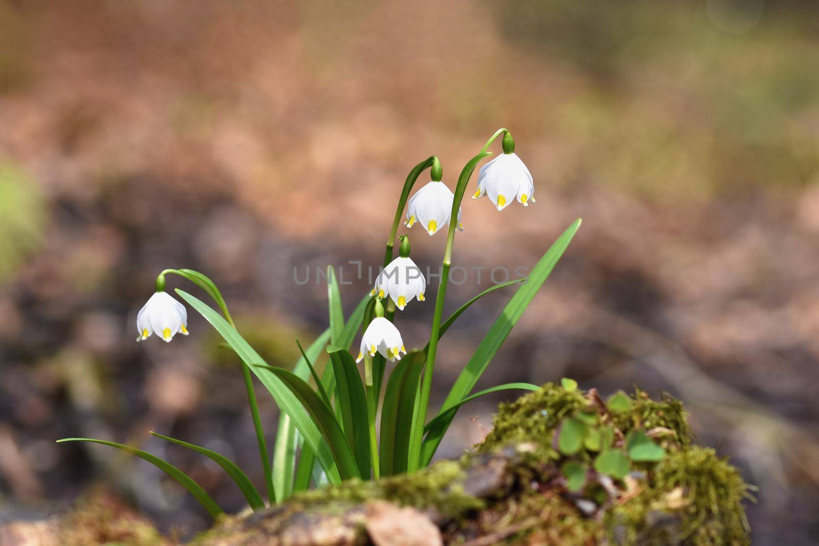 Spring snowflakes flowers. ( leucojum vernum carpaticum) Beautiful blooming flowers in forest with natural colored background.