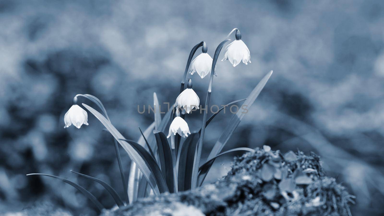 Spring snowflakes flowers. ( leucojum vernum carpaticum) Beautiful blooming flowers in forest with natural colored background. by Montypeter