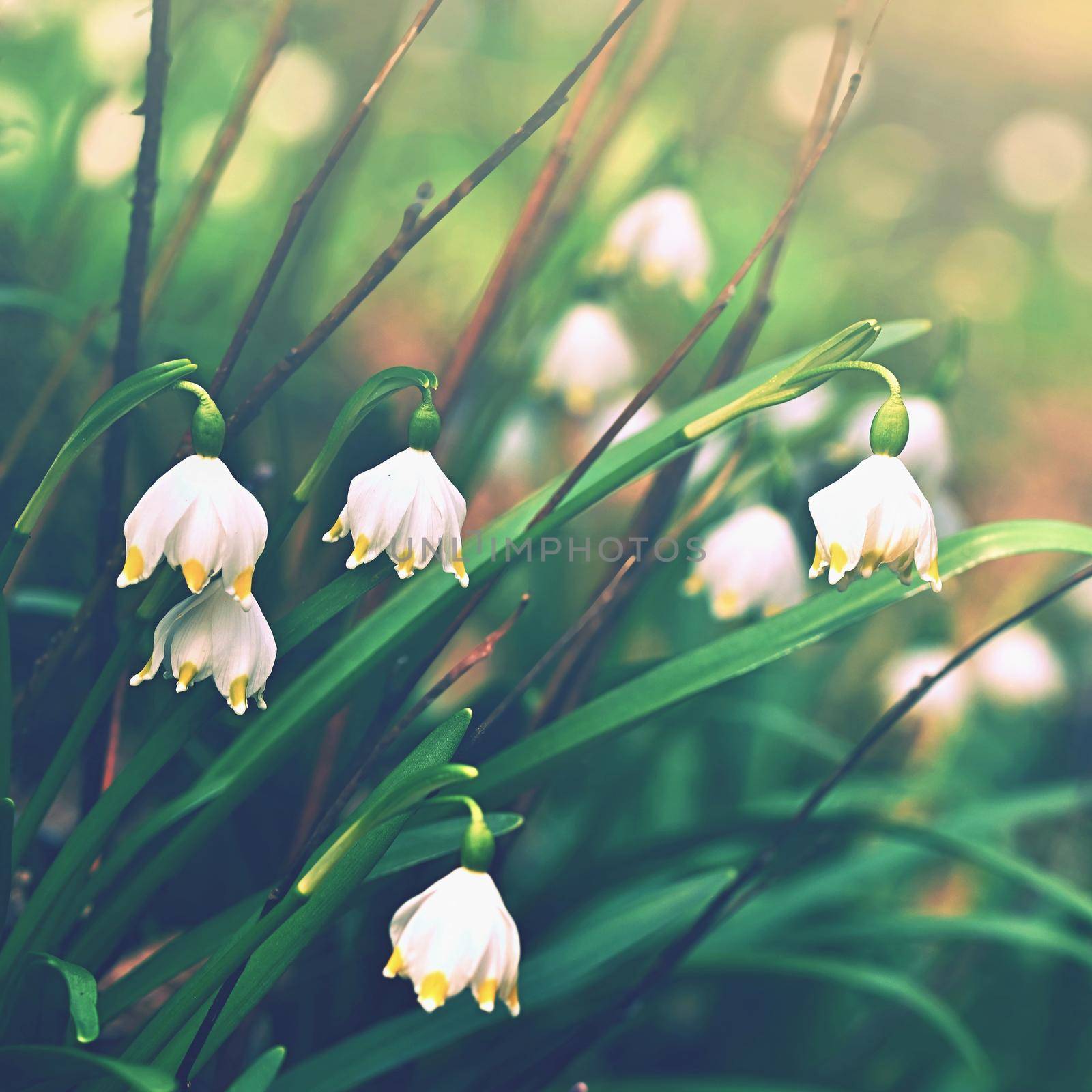 Spring snowflakes flowers. ( leucojum vernum carpaticum) Beautiful blooming flowers in forest with natural colored background. by Montypeter