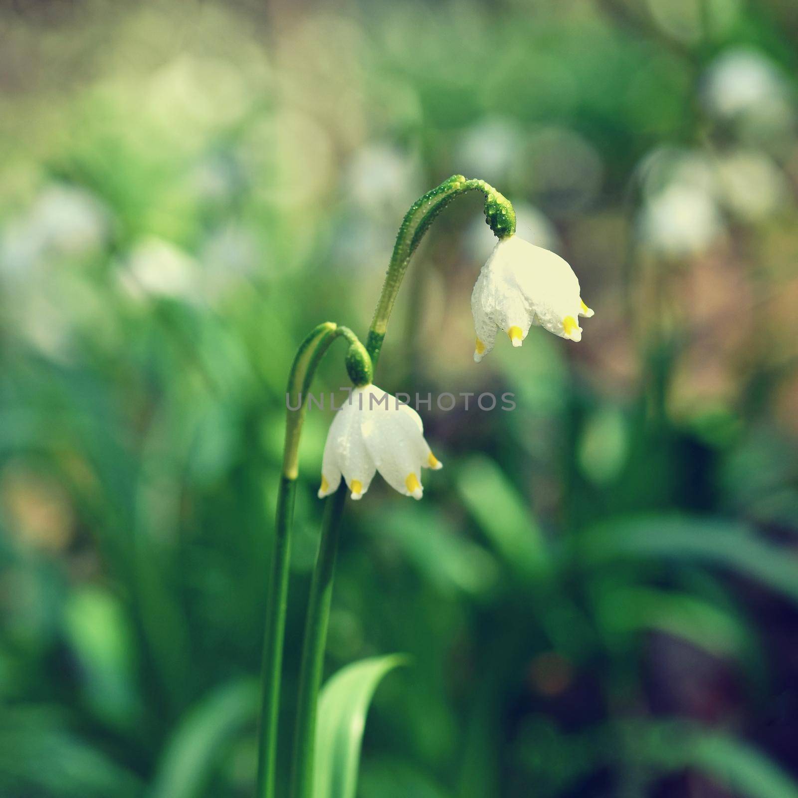 Spring snowflakes flowers. ( leucojum vernum carpaticum) Beautiful blooming flowers in forest with natural colored background. by Montypeter