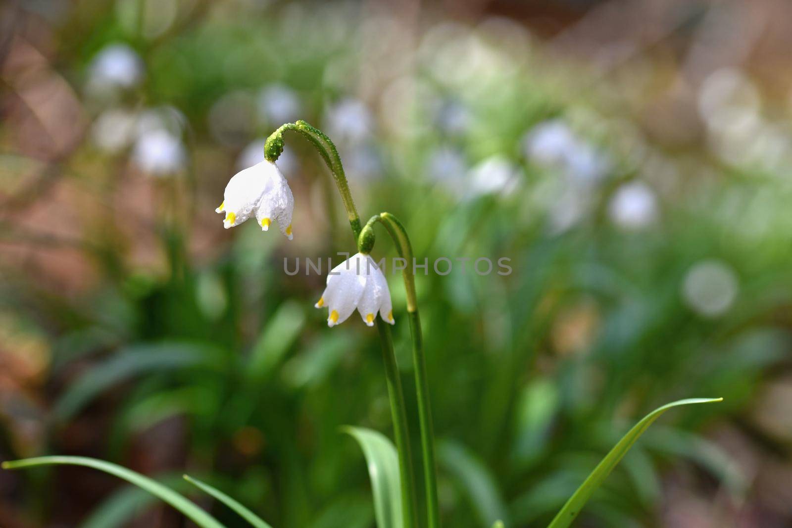 Spring snowflakes flowers. ( leucojum vernum carpaticum) Beautiful blooming flowers in forest with natural colored background.