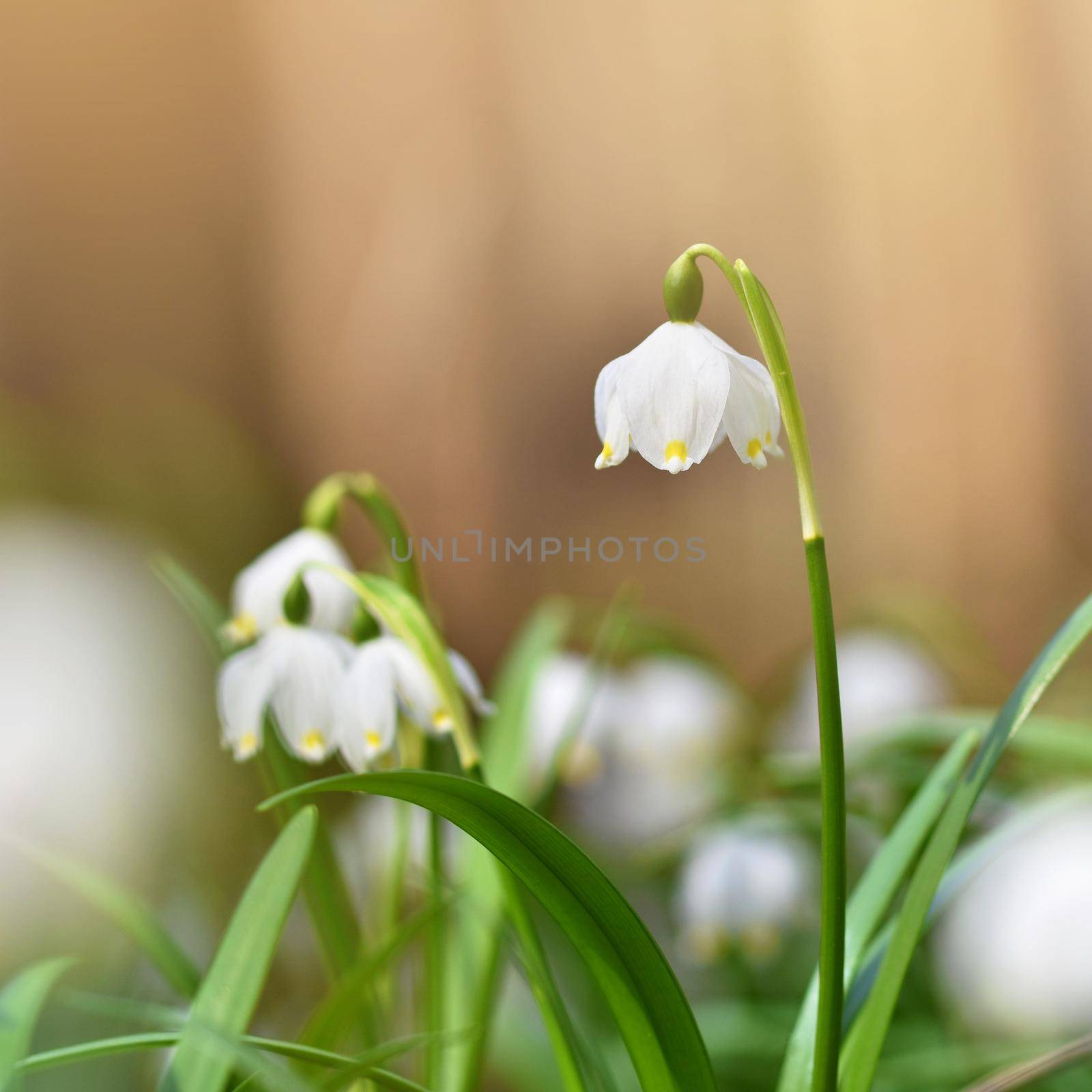 Spring snowflakes flowers. ( leucojum vernum carpaticum) Beautiful blooming flowers in forest with natural colored background. by Montypeter