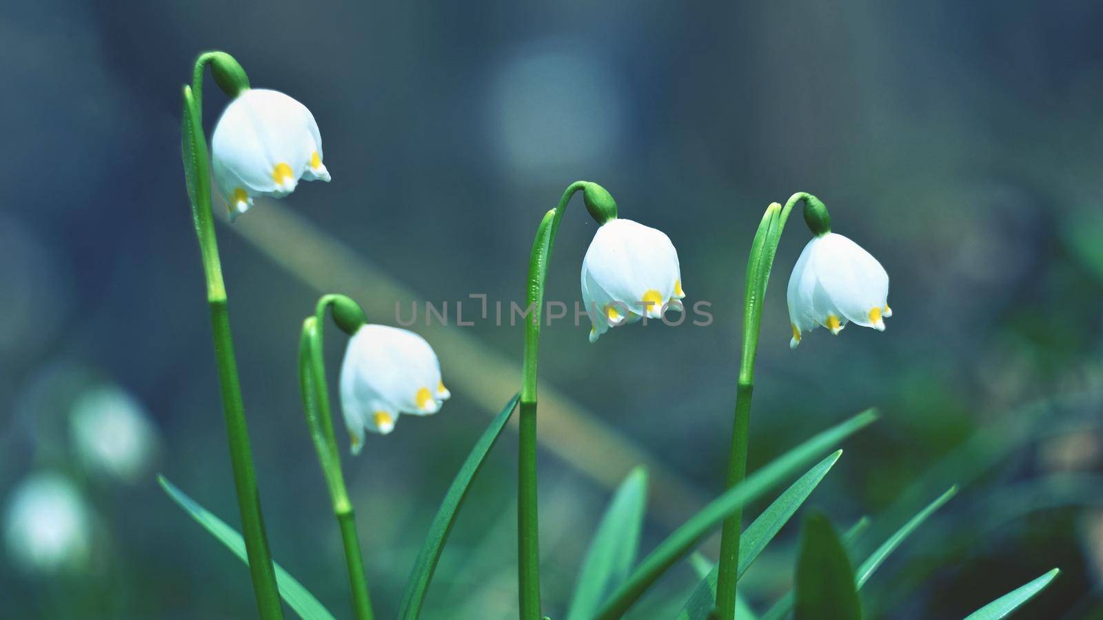 Spring snowflakes flowers. ( leucojum vernum carpaticum) Beautiful blooming flowers in forest with natural colored background. by Montypeter