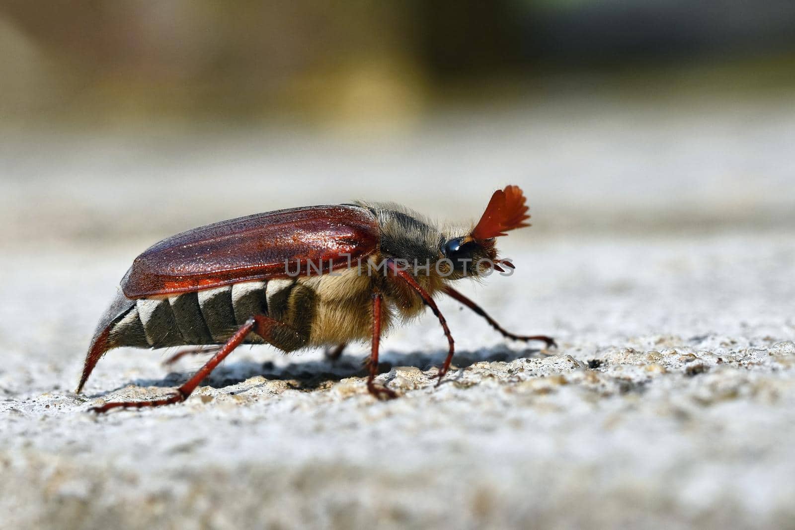 Beautiful beetle in nature. Cockchafer. Macro shot.